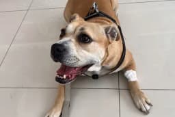 Asyam Veteriner Kliniği