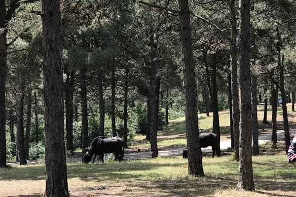 Şamlar Orman Parkı - Park - İstanbul Kadıköy