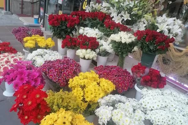 Orkide Çiçekçilik - Çiçekçi - Ankara Altındağ