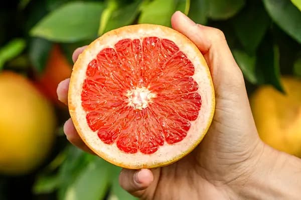 PortakalBahçem - E-Ticaret Hizmetleri - Antalya Döşemealtı