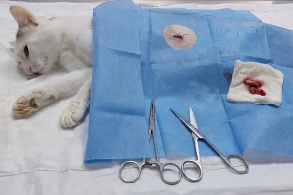 polvet Veteriner- Pet Kliniği - Veteriner - Gaziantep Nizip
