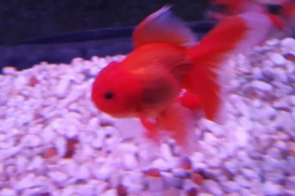 ALİAĞA Efe Petshop - Akvaryum Mağazası - İzmir 