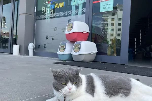 Knock Knock Petshop - Evcil hayvan mağazası - Ankara Etimesgut