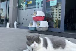 Knock Knock Petshop