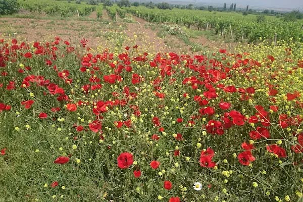 Alahıdır Kpr. - İlgi Çekici Yer - Manisa Ahmetli
