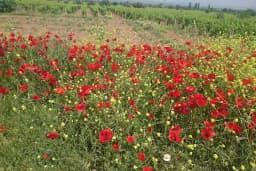 Alahıdır Kpr.