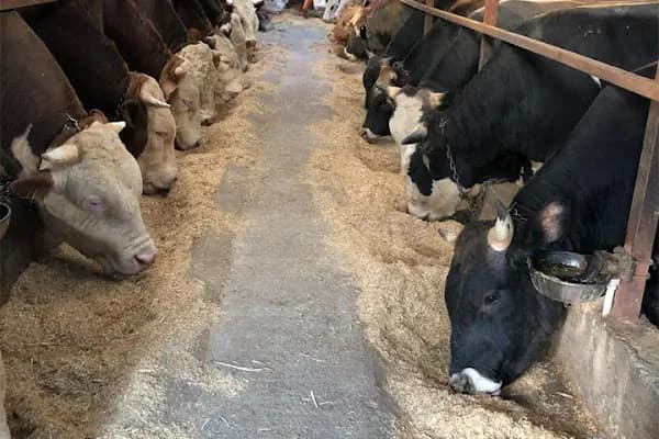Medeni Bey Çiftliği - Kurbanlık Fiyatları Arnavutköy - Büyükbaş Hayvan Çiftliği - İstanbul Arnavutköy
