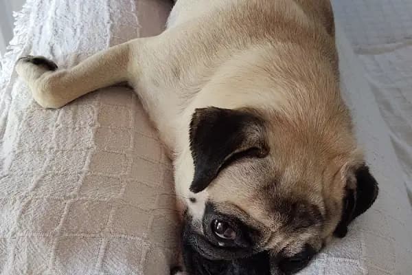 Ge - Vet Veteriner Kliniği - Veteriner - Kocaeli Çayırova