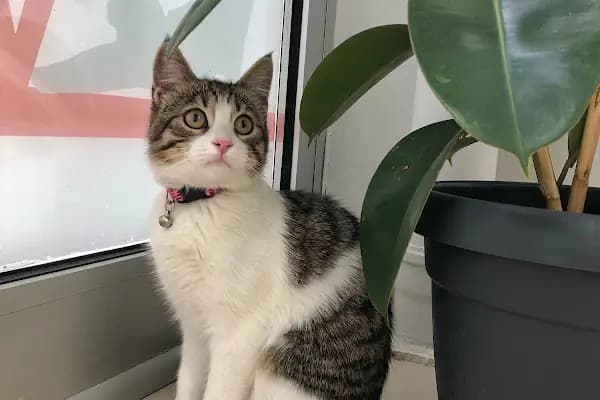 Vet Center Konya - Vetcenter Veteriner Kliniği - Veteriner - Konya Selçuklu
