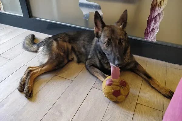 Pet Point Tuğba Veteriner Kliniği - Veteriner - Gaziantep Şehitkamil