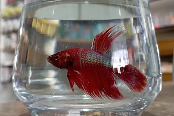 Koç Petshop Ve Akvaryum - Akvaryum Mağazası - Adana Karaisalı