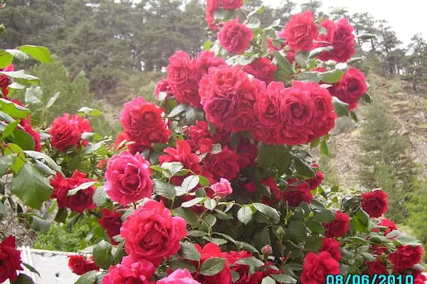 Cocuk Parkı - Park - Konya Akşehir