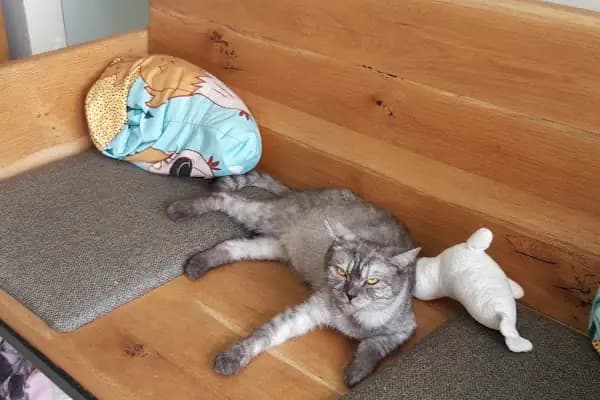 Bulvar Veteriner Kliniği - Veteriner - Bursa Nilüfer