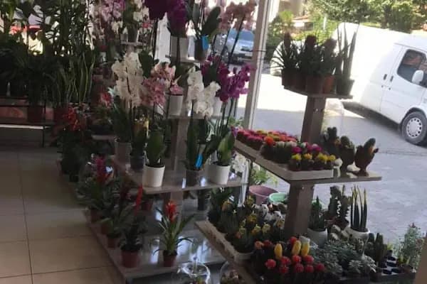 Karaca Çiçekçilik - Çiçekçi - Balıkesir Sındırgı