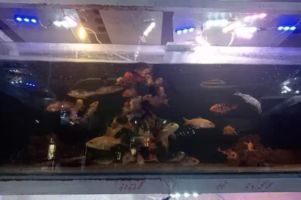 HüseyinGazi Petshop Akvaryum - Evcil hayvan mağazası - Ankara Altındağ