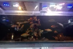 HüseyinGazi Petshop Akvaryum