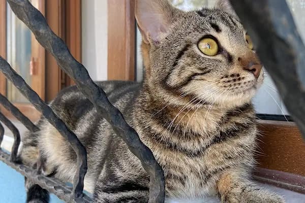 CanVet Veteriner Polikliniği - Veteriner - Bursa Kestel