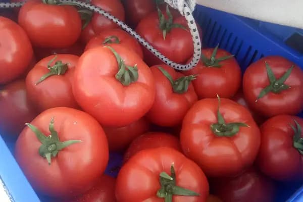 BİLSE SEBZE MEYVE GIDA NAK. TİC. LTD.ŞTİ. - Sebze Toptan Satış Pazarı - Antalya Alanya