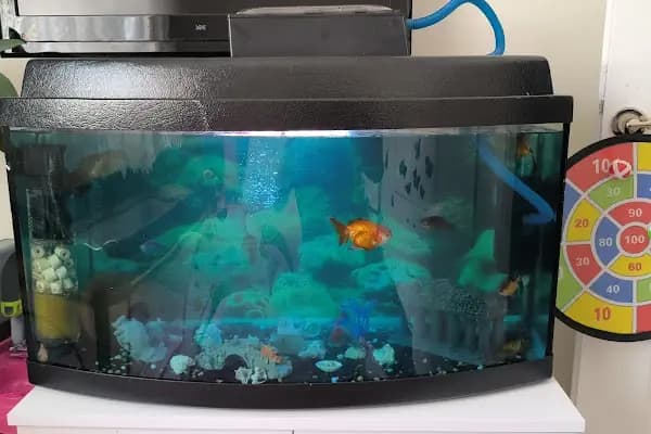 Ankara Gold Fish Oranda - Akvaryum Mağazası - Ankara Keçiören