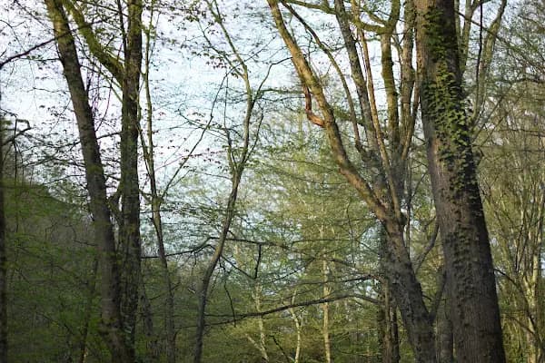 Kirazlıbent Piknik Alanı - Park - İstanbul Çekmeköy