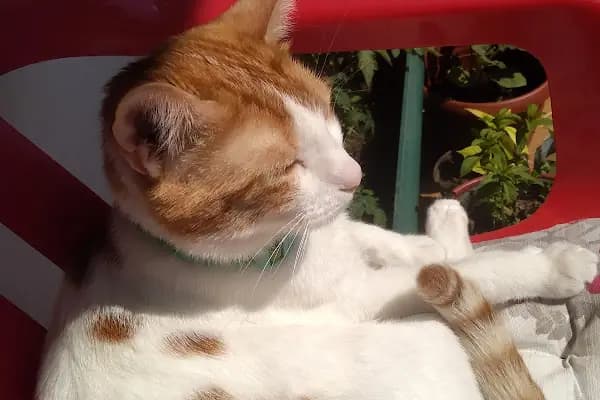 Alber Veteriner Kliniği - Veteriner - İzmir Buca