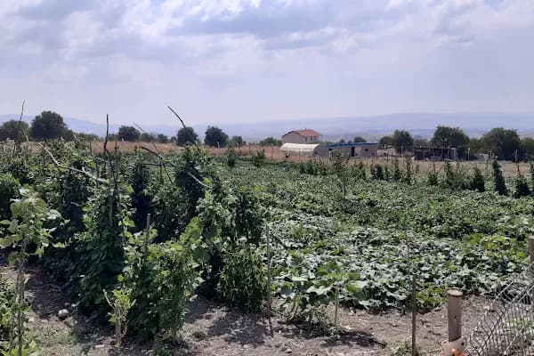 Dessa Çiftliği - Yumurta Tedarikçisi - Ankara Ayaş