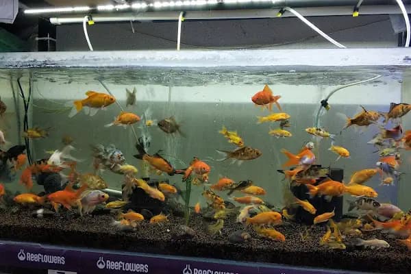 Kayahan Petshop (Akvaryum Balık Avm) - Evcil Hayvan Malzemeleri Mağazası - Denizli Pamukkale