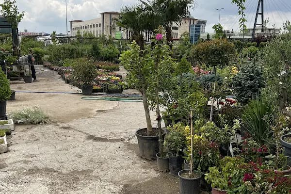 Anayurt Fidancılık Peyzaj Meyve ve Süs bitkileri - Fidan Toptancısı - Ankara Altındağ