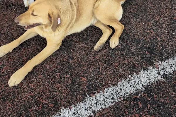 Adapazarı Belediyesi Sahipsiz Hayvanlar Geçici Bakımevi - Hayvan Barınağı - Sakarya Akyazı