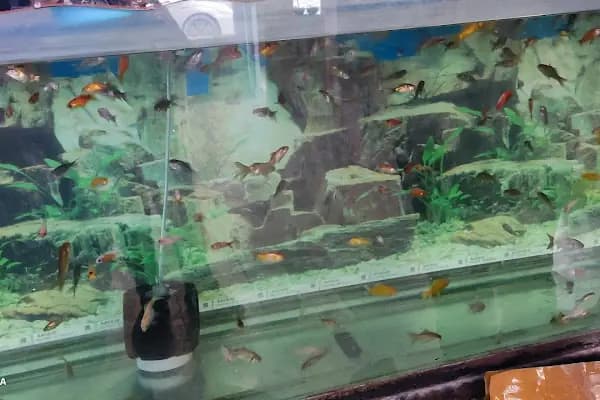 Alatay pet shop - Evcil Hayvan Malzemeleri Mağazası - Gaziantep Şahinbey