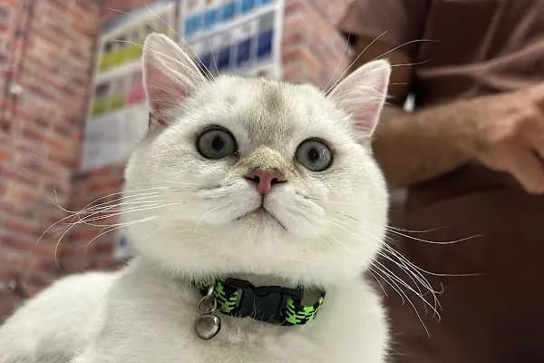 Vet Plus Veteriner Kliniği - Veteriner - İzmir Buca