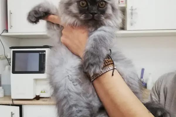 Vet-Life Veteriner Kliniği - Veteriner - Aydın Efeler