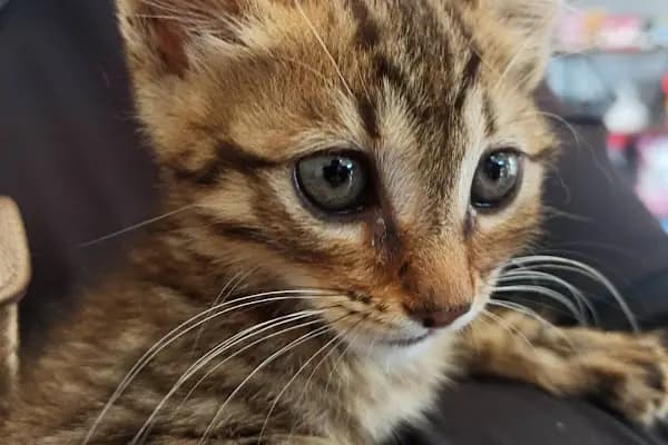Arnavutköy VetLife Veteriner Kliniği - Veteriner - İstanbul Arnavutköy