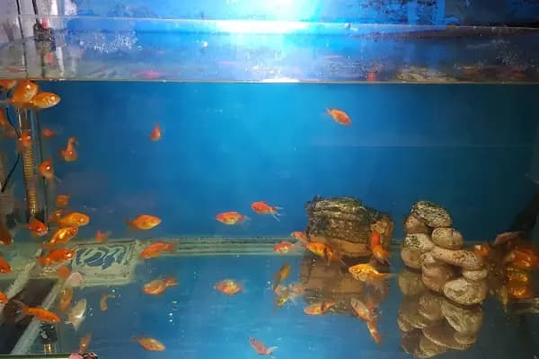 Dilan Pet shop,Akvaryum &amp; Kuş Evi - Kuşçu - İstanbul Adalar