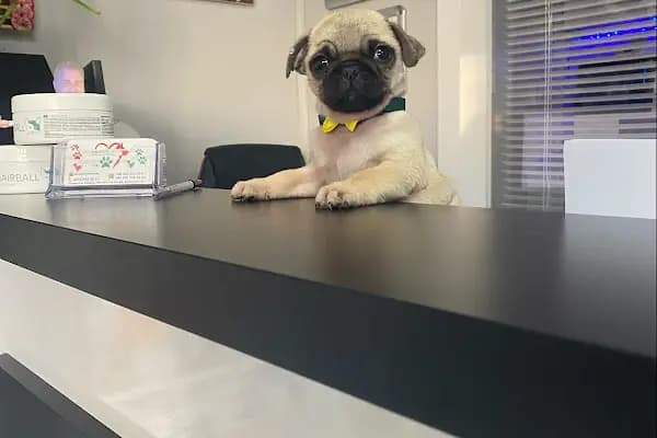 Şirinevler Veteriner Kliniği - Veteriner - İstanbul Kadıköy