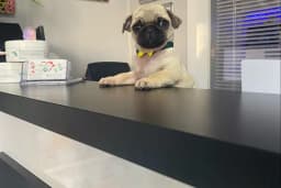Şirinevler Veteriner Kliniği