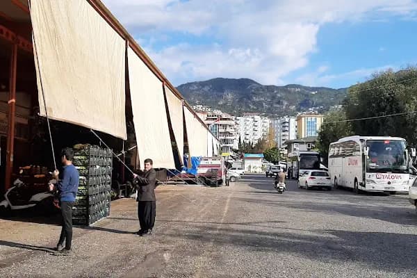 AVŞAROĞULLARI SEBZE VE MEYVE KOMİSYONCULUĞU - Sebze Toptan Satış Pazarı - Antalya Alanya