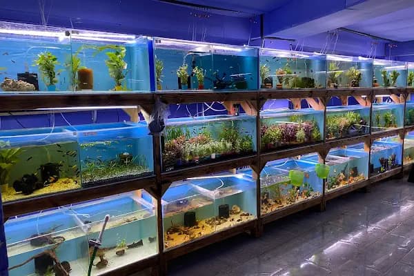 İSTANBUL CİHAN AKVARYUM PETSHOP - Evcil hayvan mağazası - İstanbul Avcılar