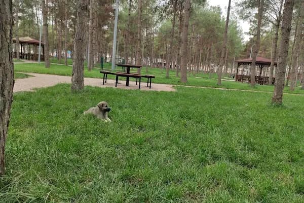Aile Parkı - Ağaç Parkı - Şanlıurfa Eyyübiye