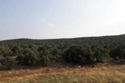 Akören Jandarma Hatıra Ormanı