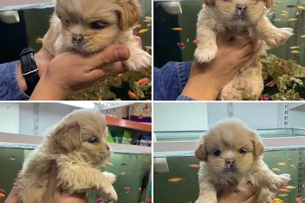 Pınar Petshop - Evcil hayvan mağazası - Adana Seyhan