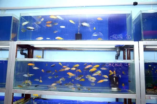 Elif Akvaryum Pet Shop - Evcil Hayvan Malzemeleri Mağazası - İzmir Balçova