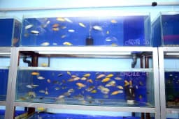 Elif Akvaryum Pet Shop