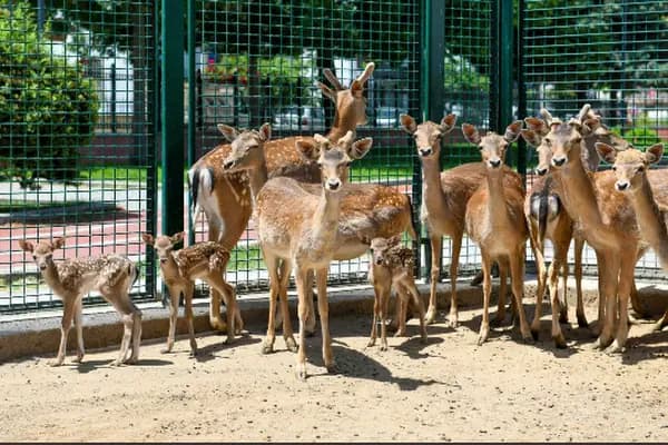 Sincan Hayvanat Bahçesi - Park - Ankara Çankaya