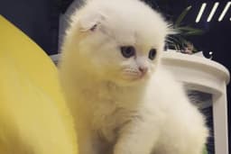 Bakırköy Veteriner - Citypet Veteriner Kliniği