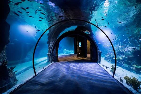 Yalçın Akvaryum & Pet Shop - Evcil hayvan mağazası - İzmir Gaziemir