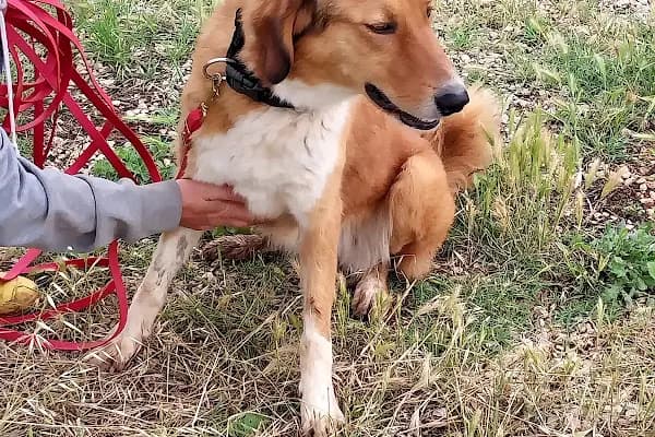 Acme Pet Shop - Evcil Hayvan Malzemeleri Mağazası - Antalya Muratpaşa