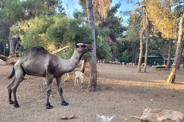 Hayvanat Bahçesi Safari Park - Vahşi Yaşam ve Safari Parkı - Gaziantep Şehitkamil