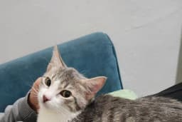 BAĞCILAR MEYDAN VETERİNER KLİNİĞİ