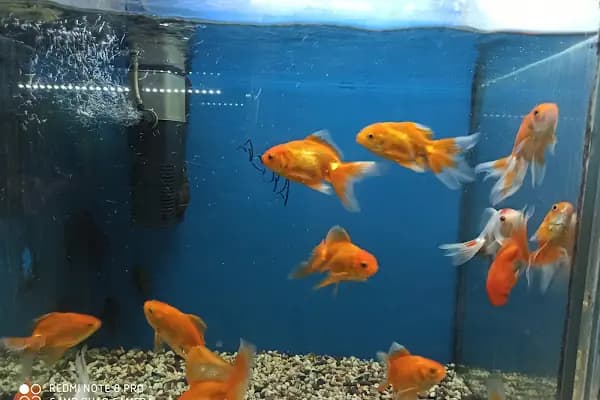 Eymen Pet Shop &amp; Akvaryum - Evcil hayvan mağazası - Diyarbakır Bağlar